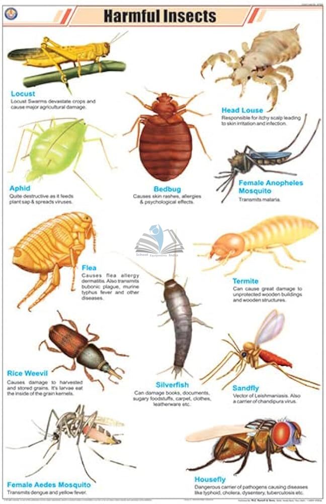 Harmful Insects Chart